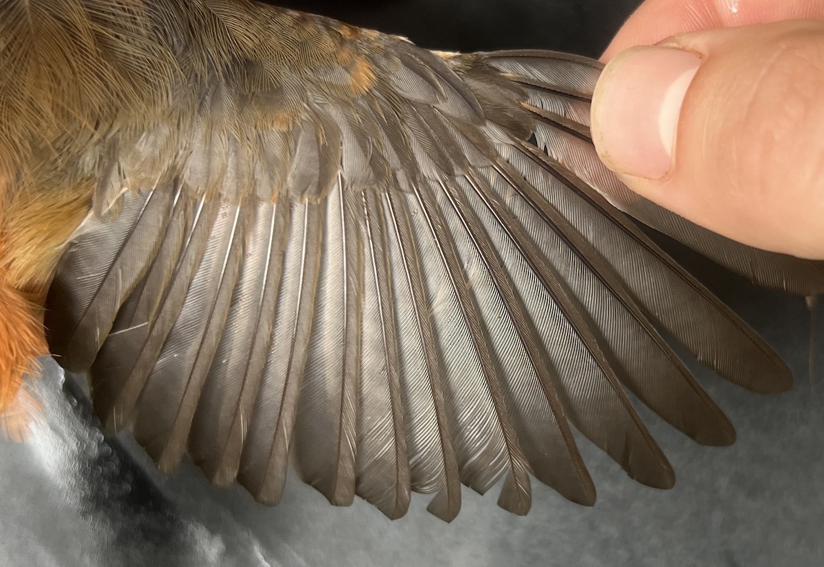 Micronesian Rufous Fantail - ML644736216