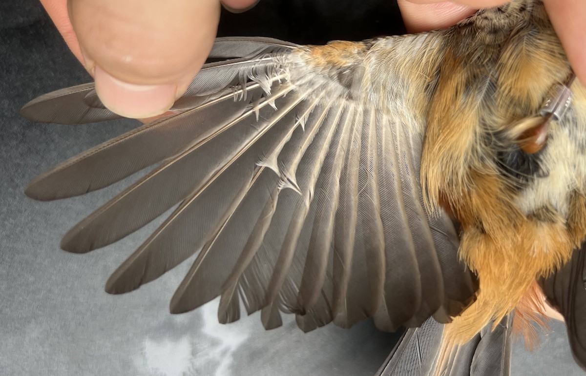 Micronesian Rufous Fantail - ML644736217