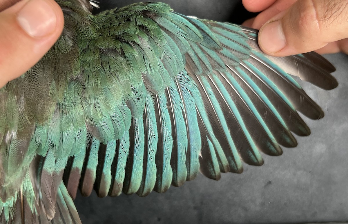 Mariana Kingfisher - ML644736221