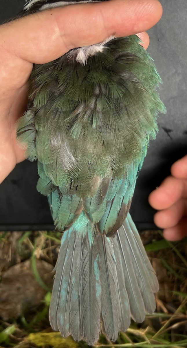 Mariana Kingfisher - ML644736222