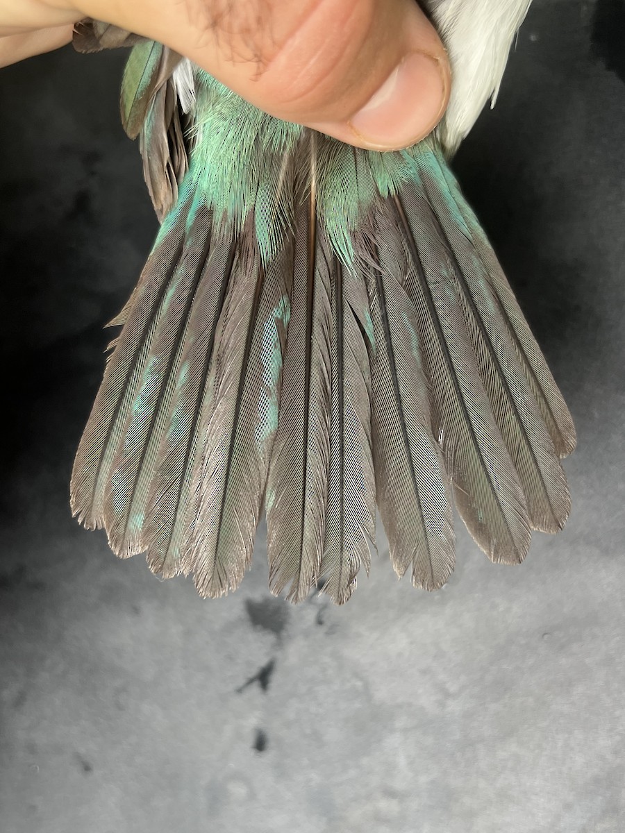 Mariana Kingfisher - ML644736223