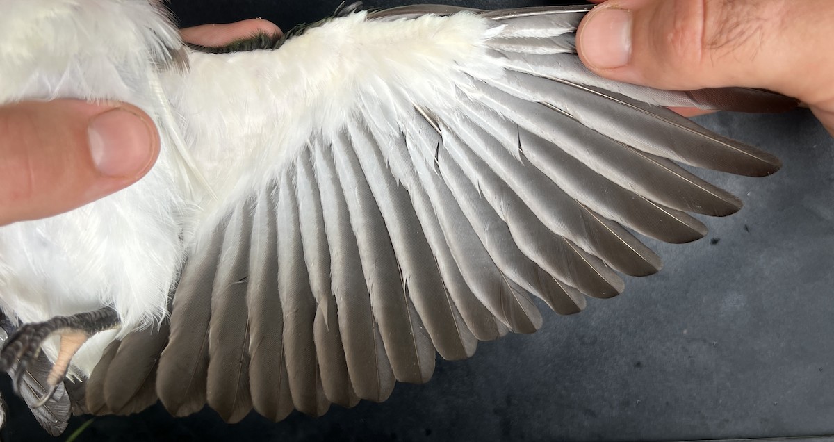 Mariana Kingfisher - ML644736224