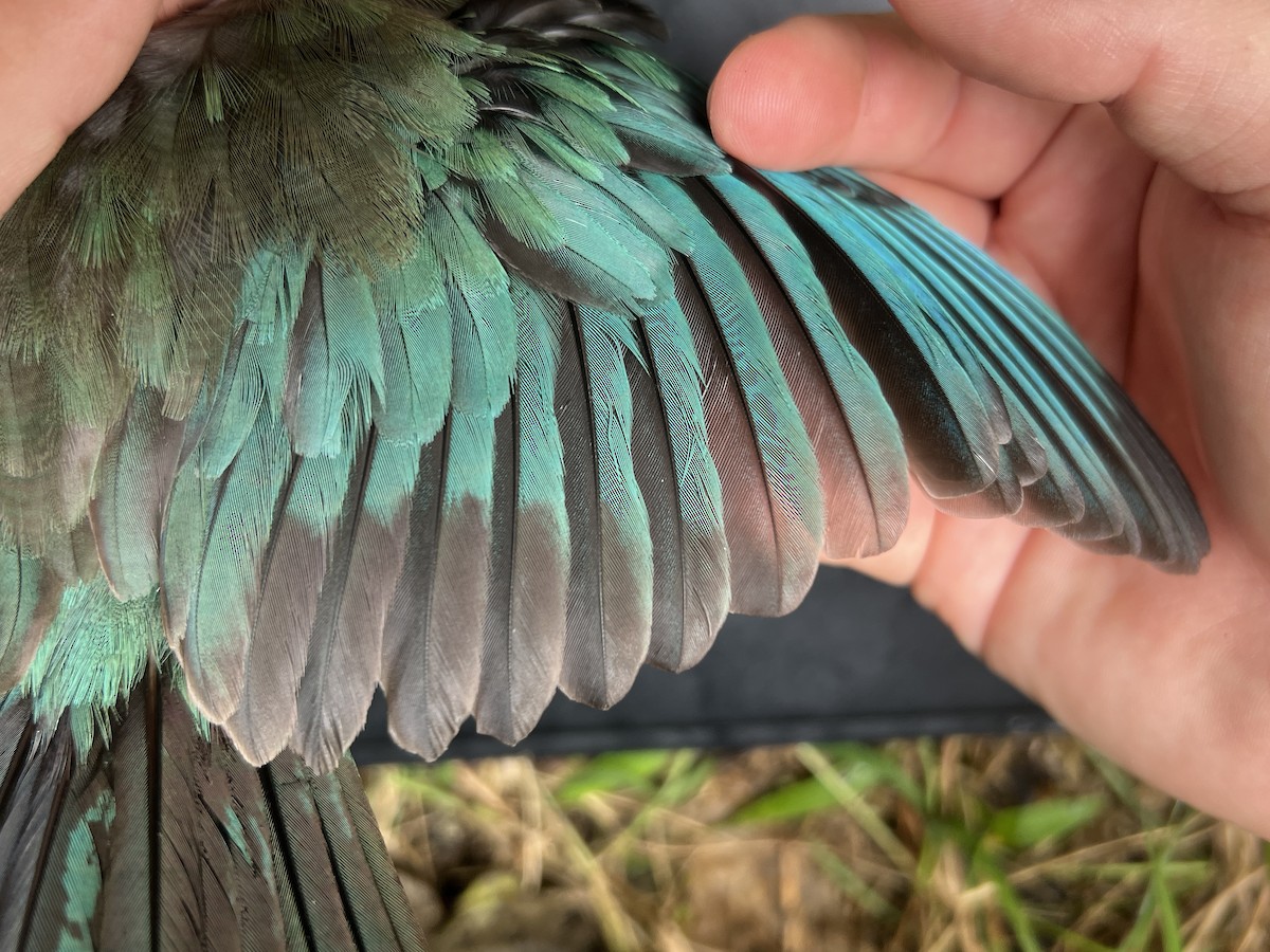 Mariana Kingfisher - ML644736225