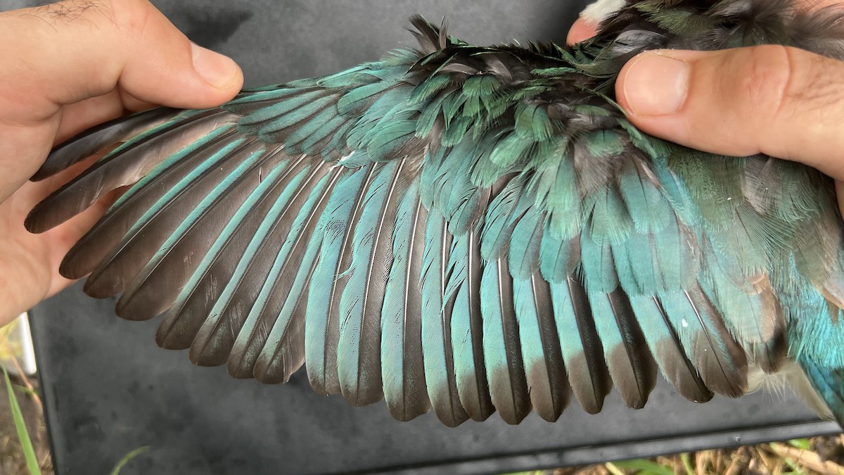 Mariana Kingfisher - ML644736227