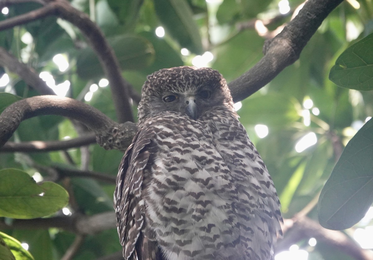 Powerful Owl - ML644736236
