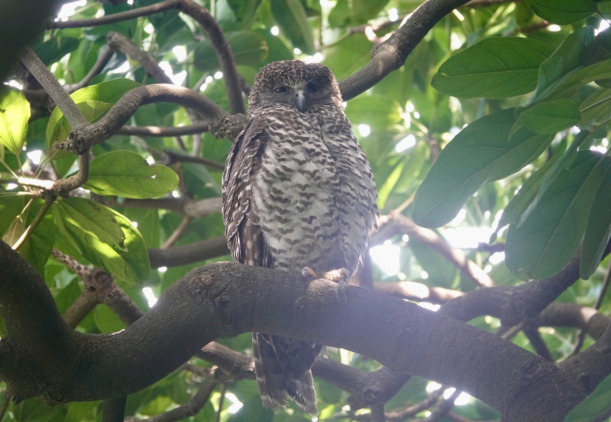 Powerful Owl - ML644736237