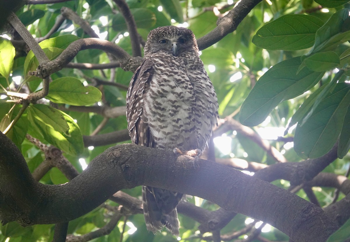 Powerful Owl - ML644736238