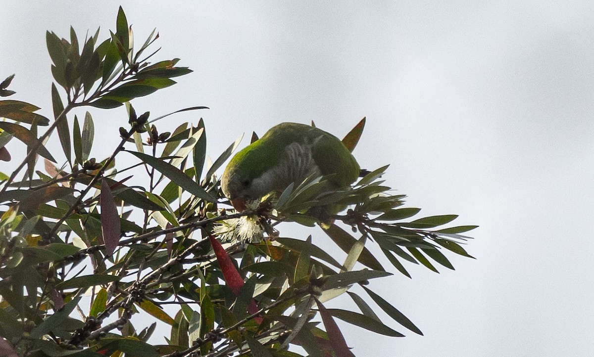 Калита сіроволий - ML644736245