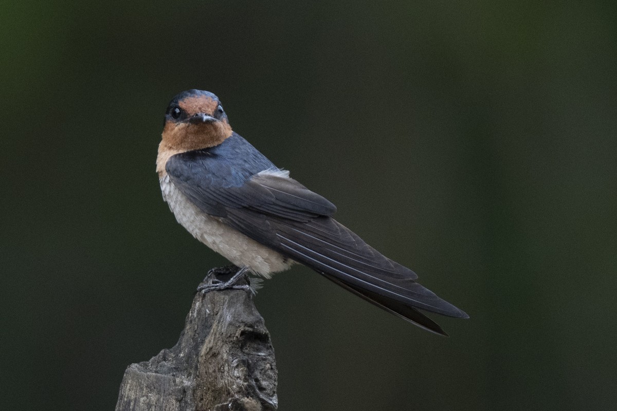 Pacific Swallow - ML644736263