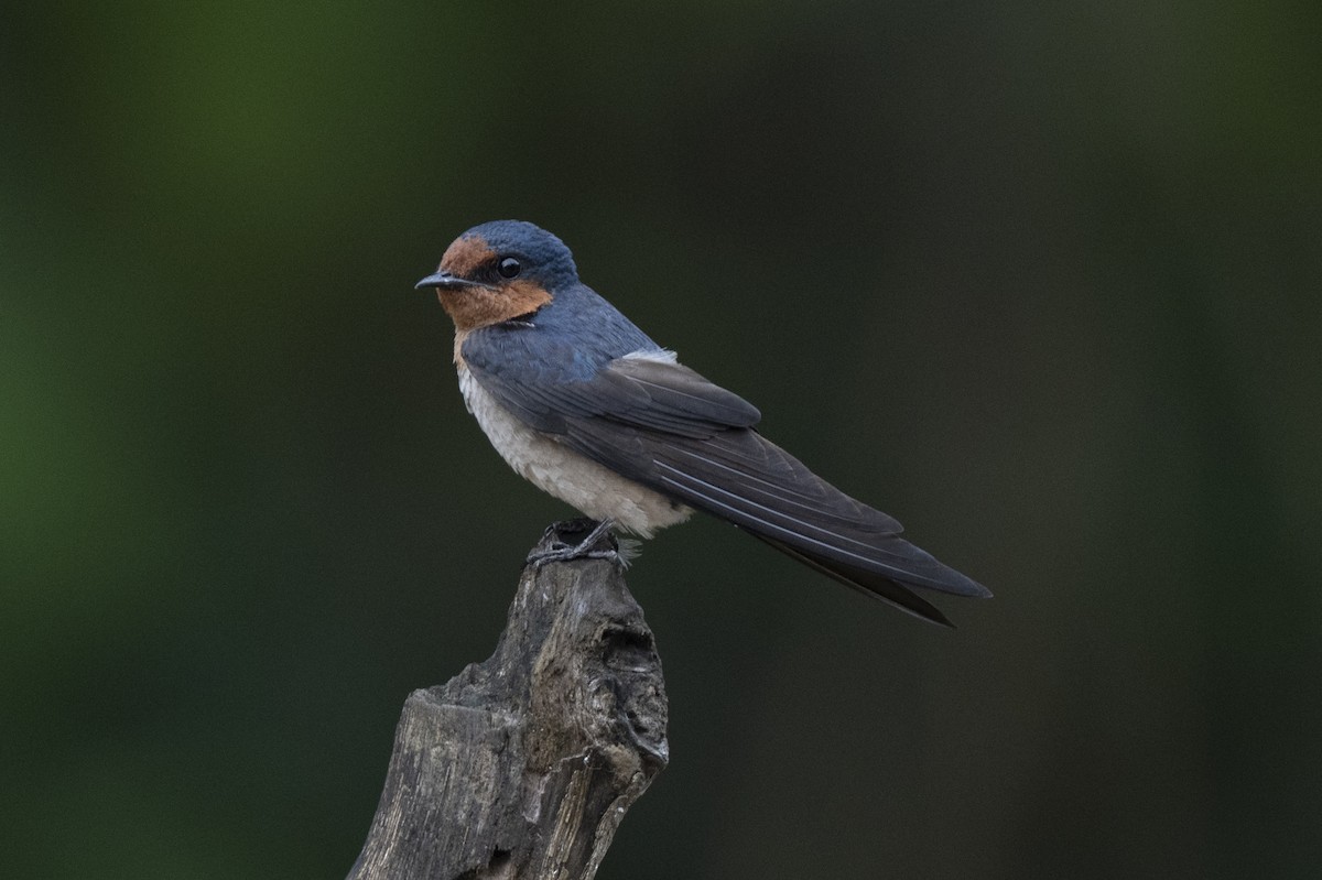 Pacific Swallow - ML644736264