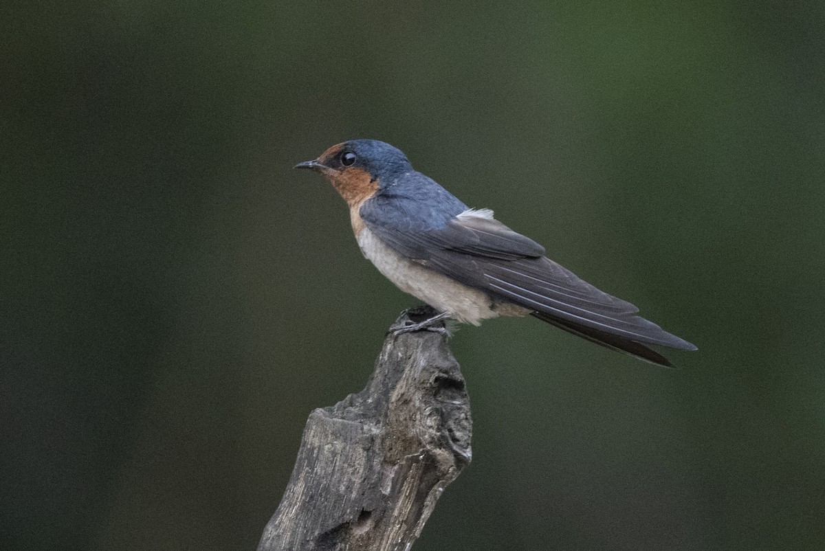 Pacific Swallow - ML644736265