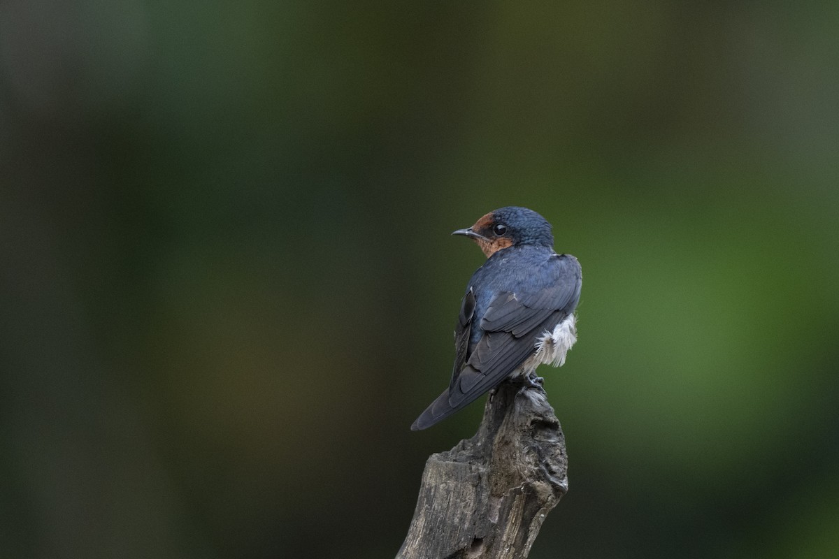 Pacific Swallow - ML644736267