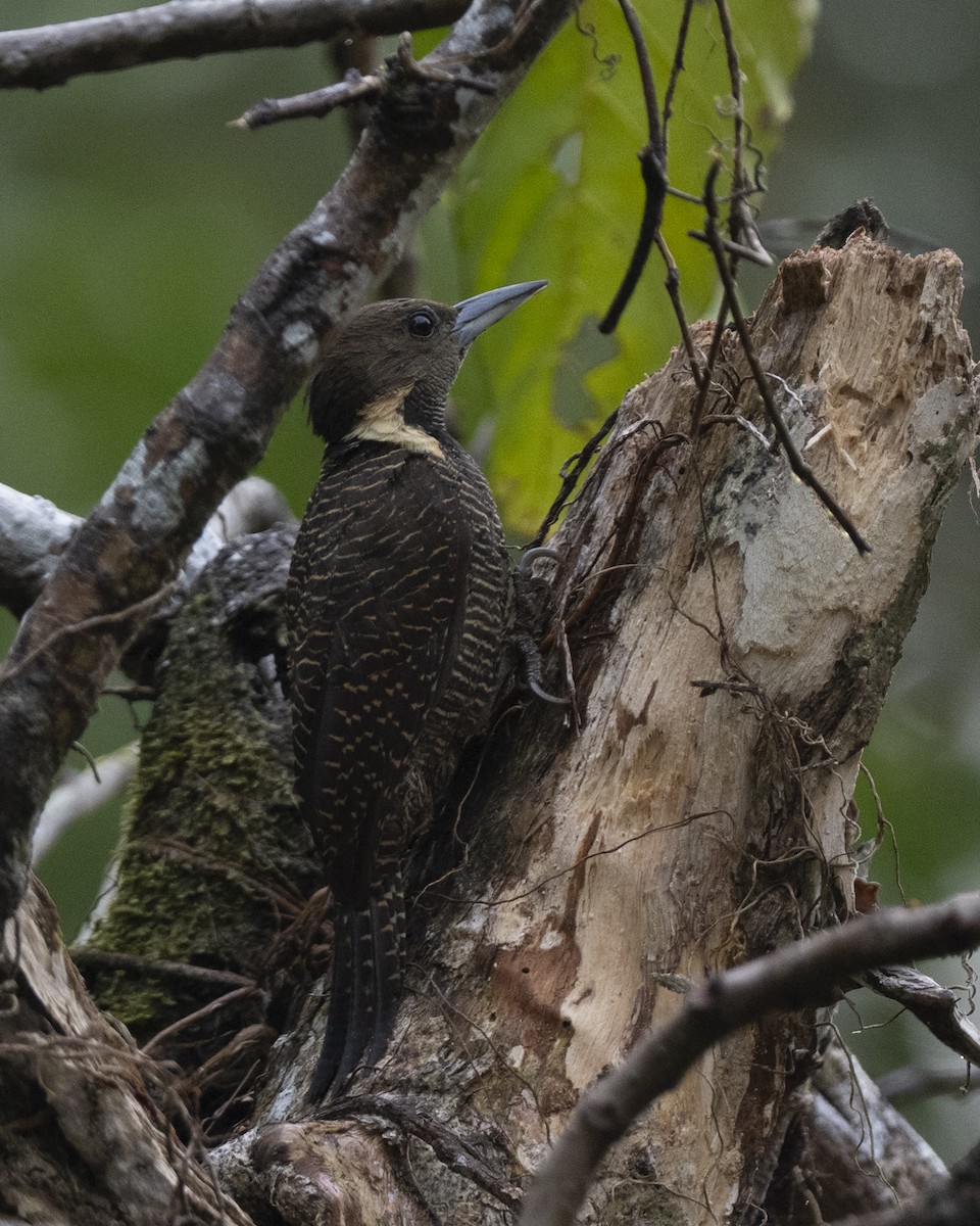 Tukkispecht - ML644736269