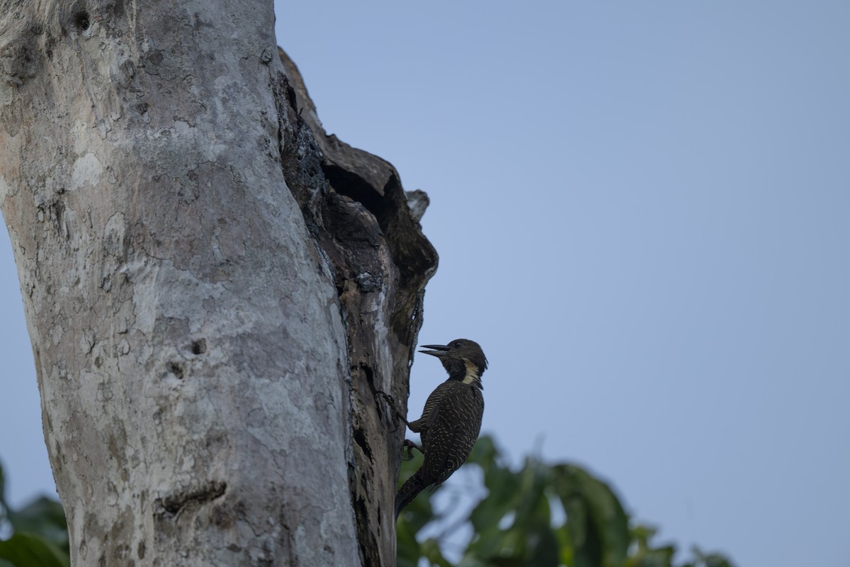 Tukkispecht - ML644736272