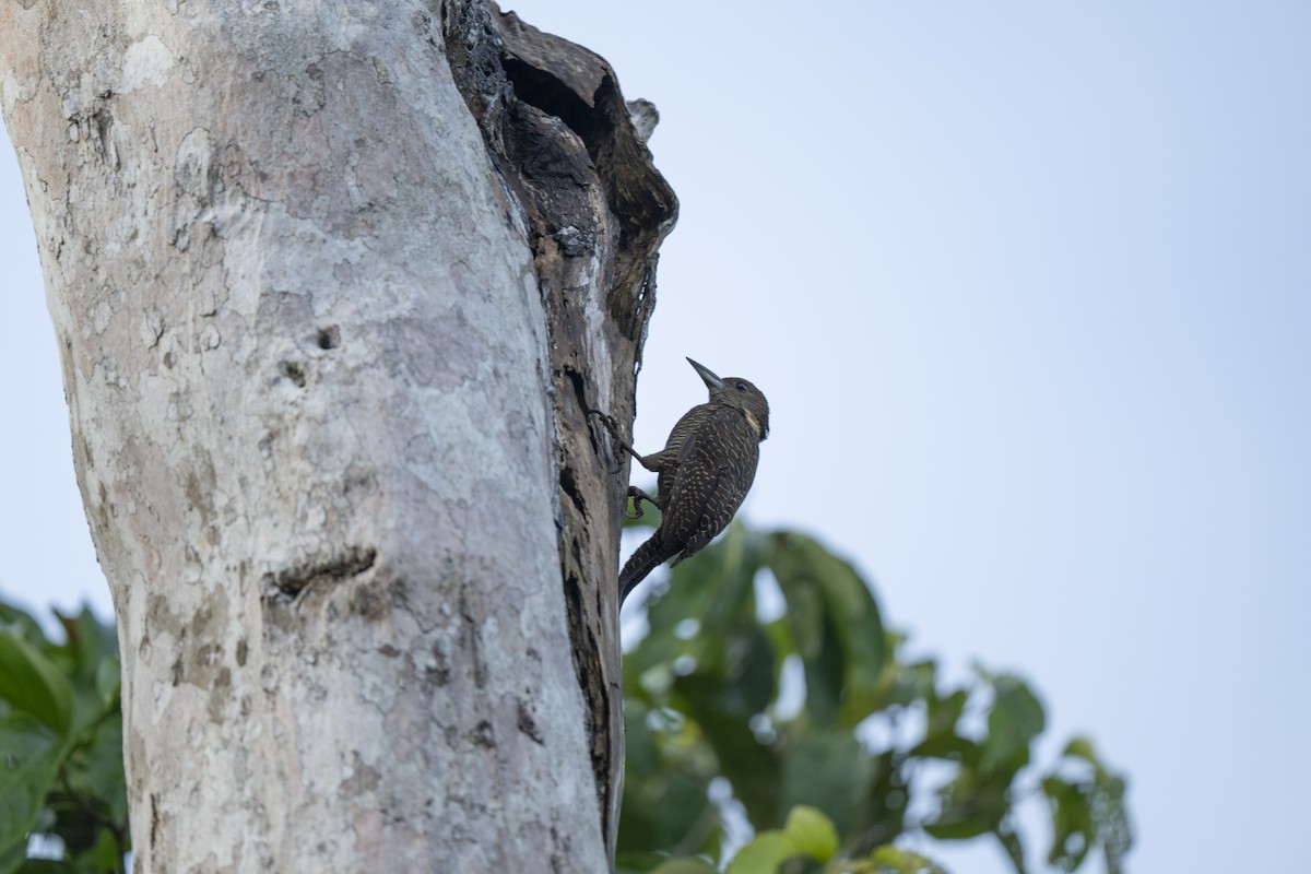 Tukkispecht - ML644736273