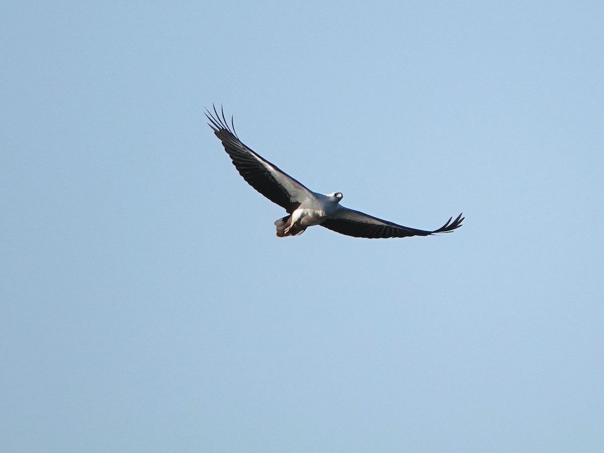 White-bellied Sea-Eagle - ML644736274