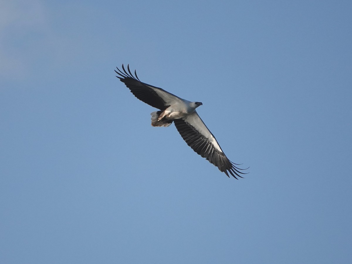 White-bellied Sea-Eagle - ML644736275
