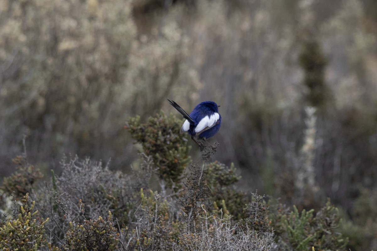 White-winged Fairywren (Blue-and-white) - ML644736277