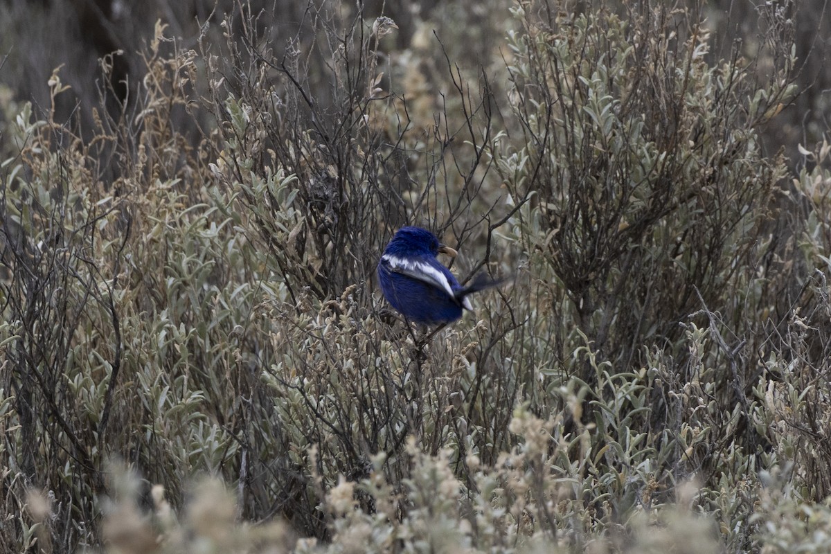 White-winged Fairywren (Blue-and-white) - ML644736278