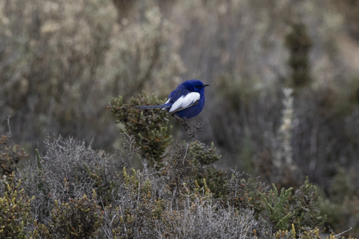 White-winged Fairywren (Blue-and-white) - ML644736279