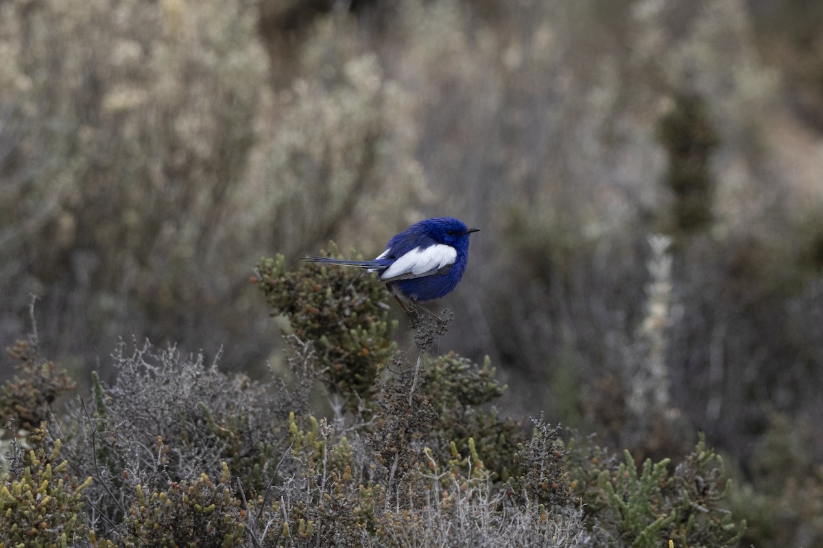 White-winged Fairywren (Blue-and-white) - ML644736280