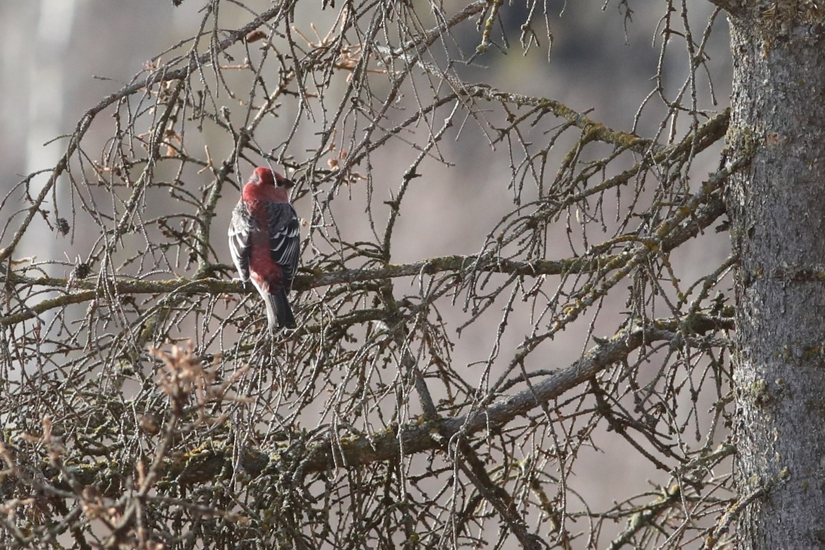 Tayga Çütresi - ML644736282