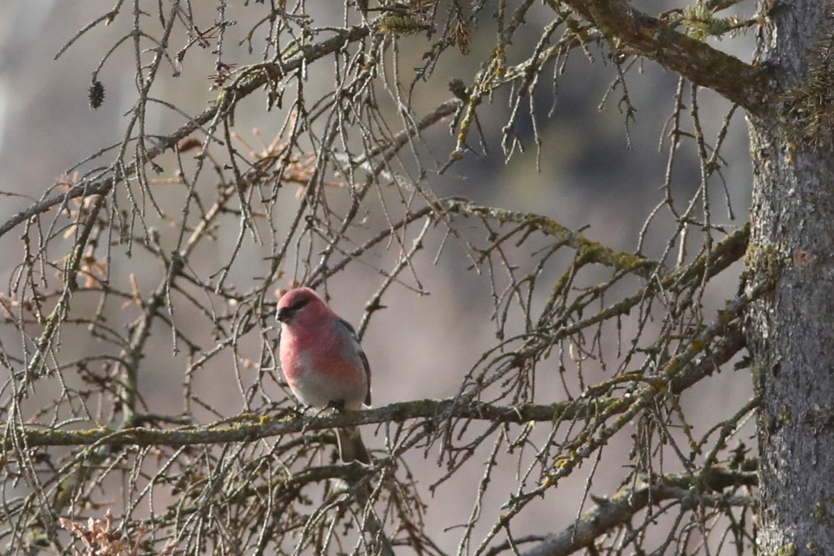 Tayga Çütresi - ML644736284