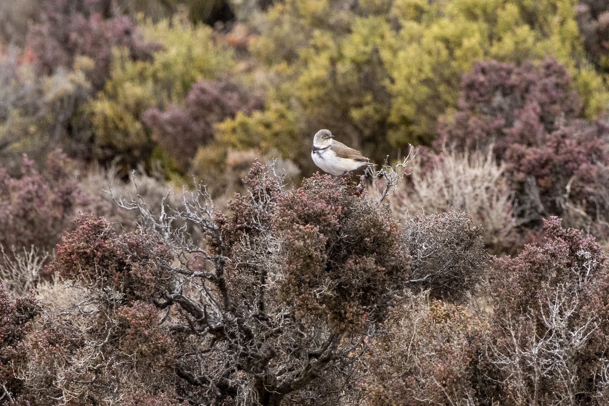White-fronted Chat - ML644736292
