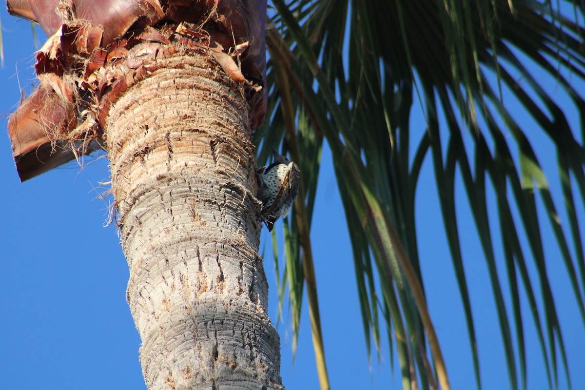 ミナミハシボソキツツキ - ML644736294