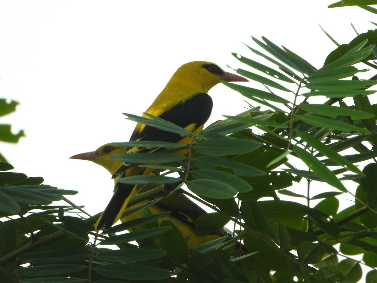 Indian Golden Oriole - ML644736295