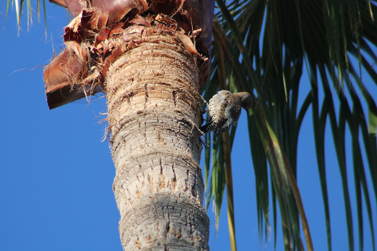 ミナミハシボソキツツキ - ML644736296