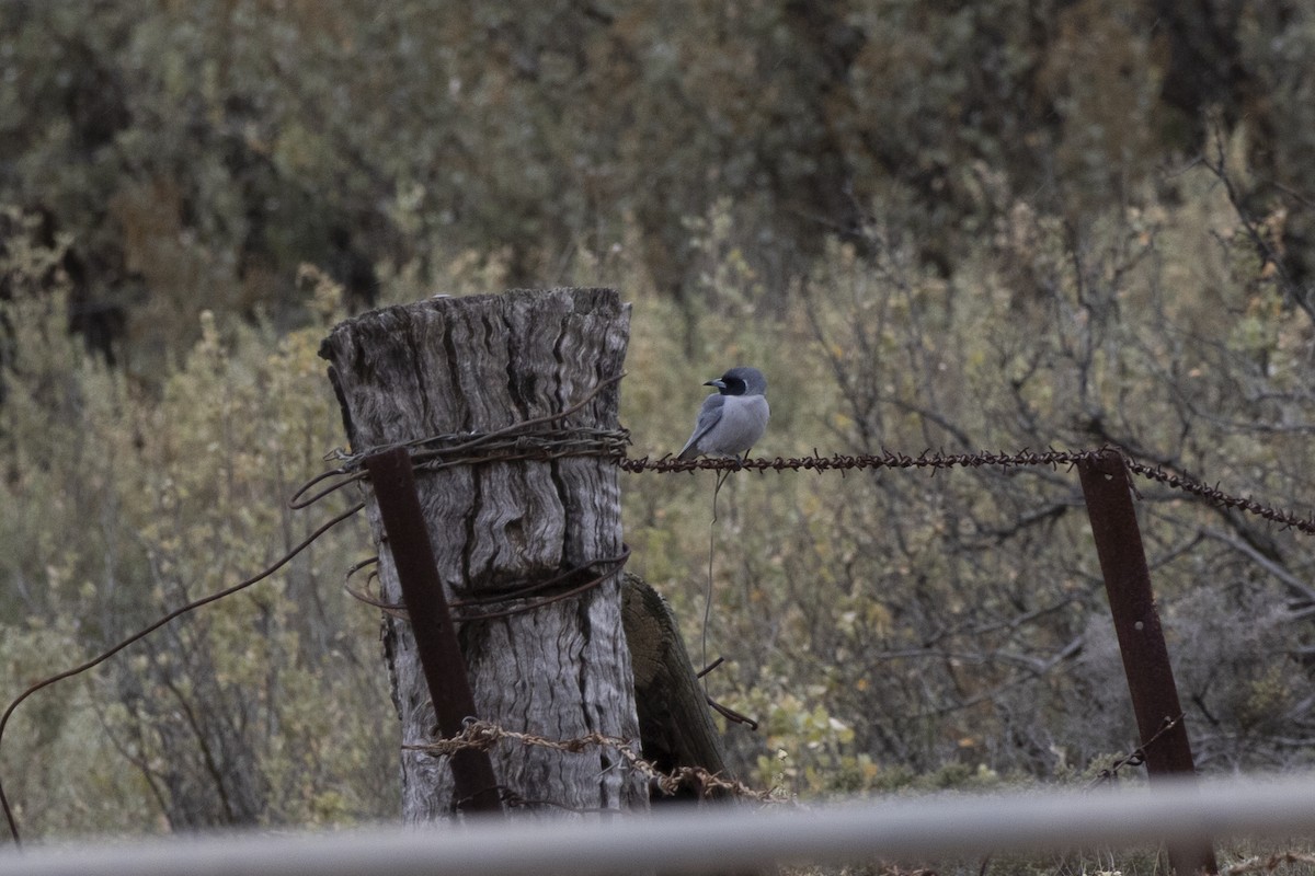 Masked Woodswallow - ML644736308