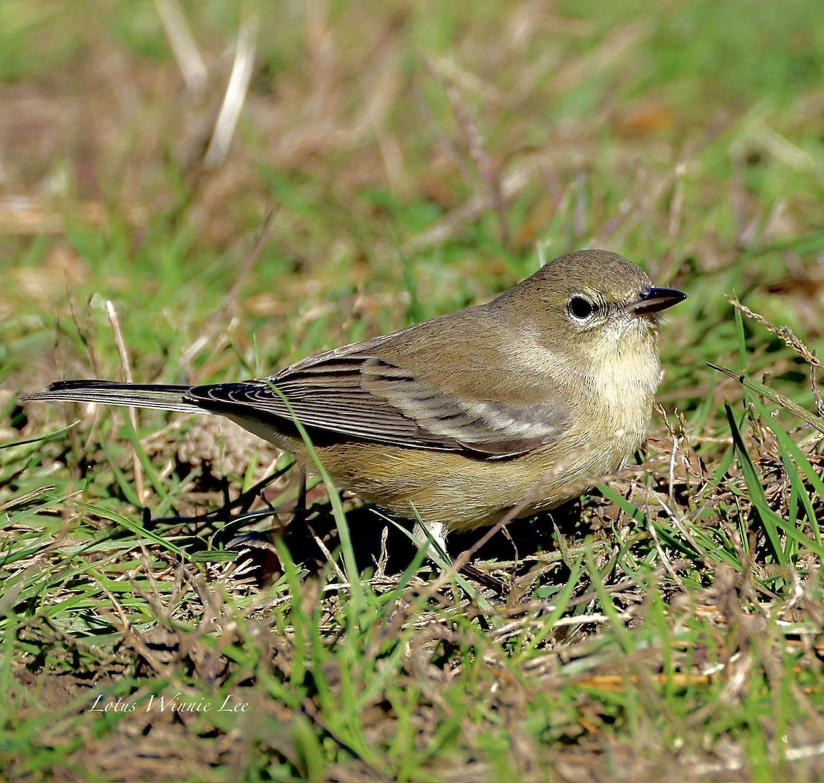 Pine Warbler - ML644736310