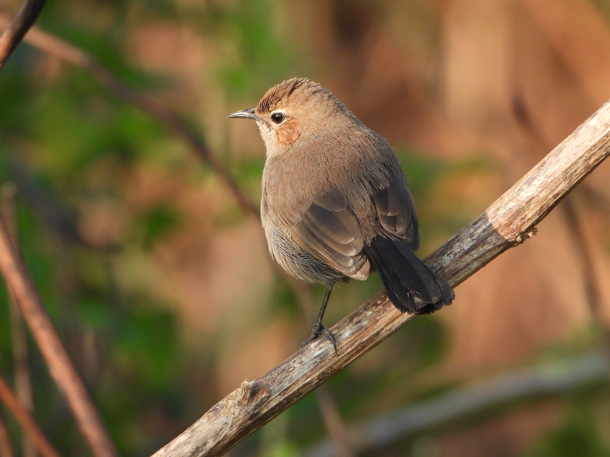 Indian Robin - ML644736314