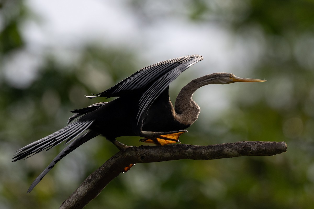 Oriental Darter - ML644736320