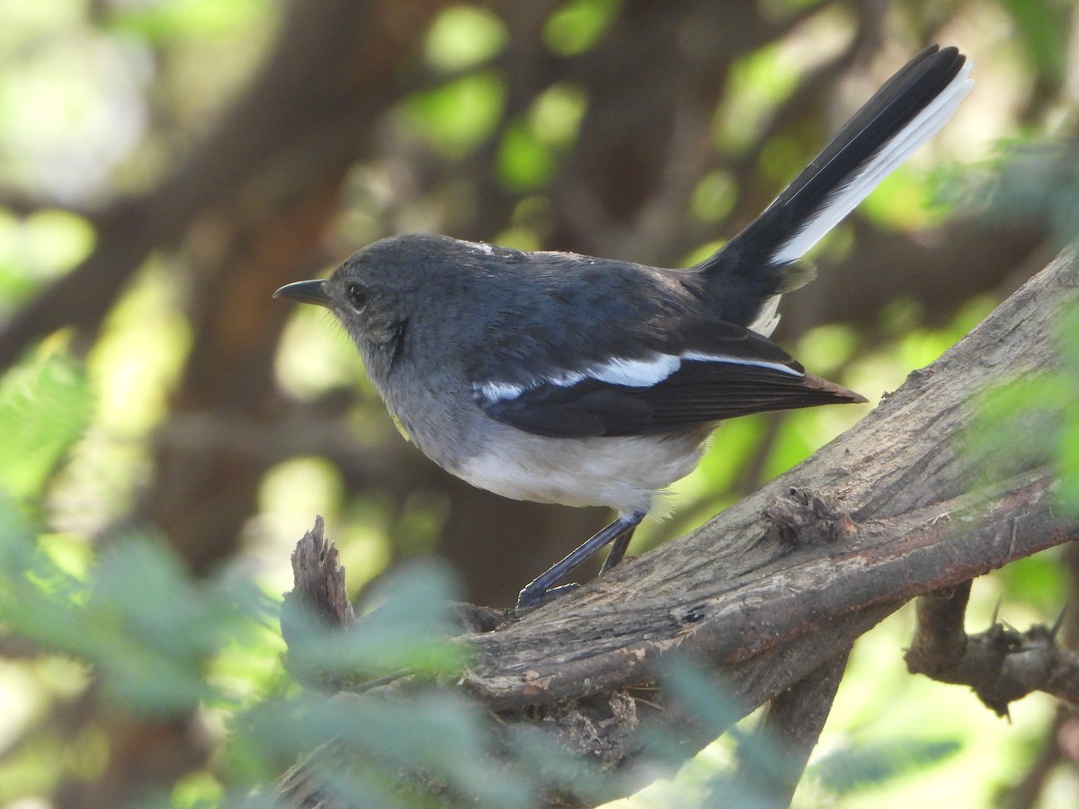 Oriental Magpie-Robin - ML644736322