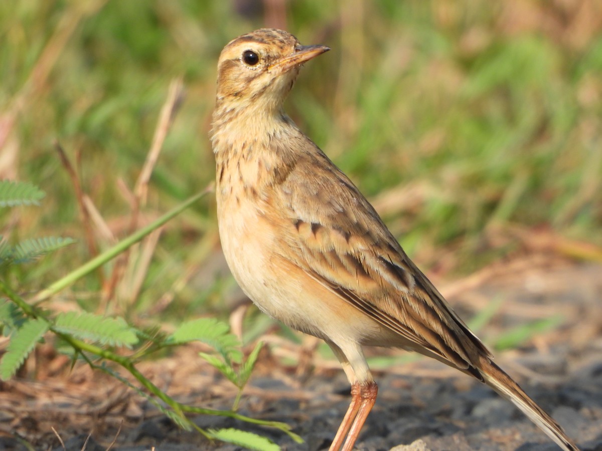 Paddyfield Pipit - ML644736323
