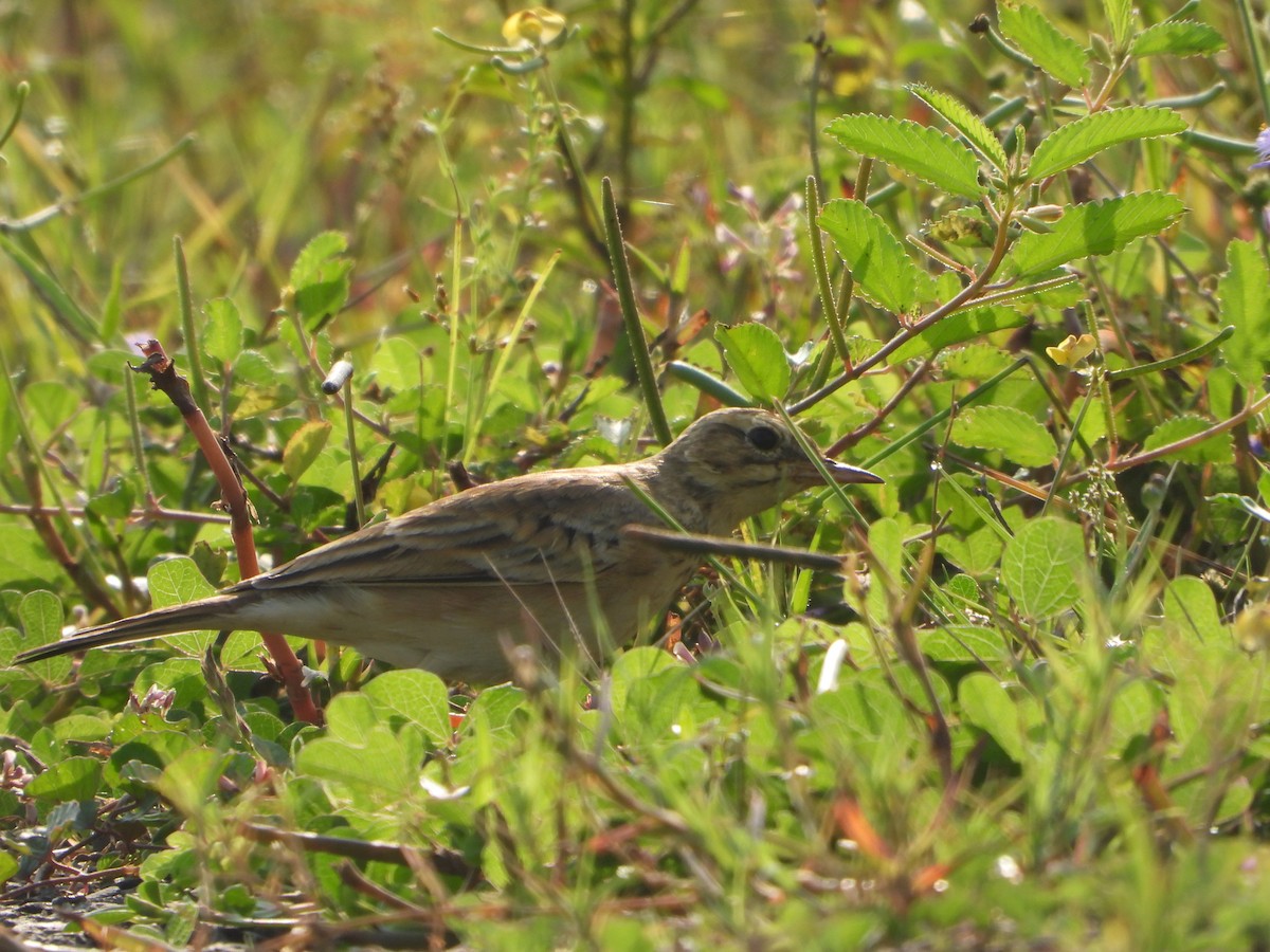 Paddyfield Pipit - ML644736324