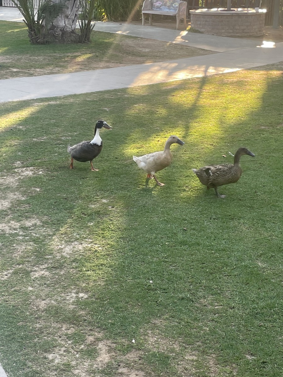 Domestic goose sp. (Domestic type) - ML644736325