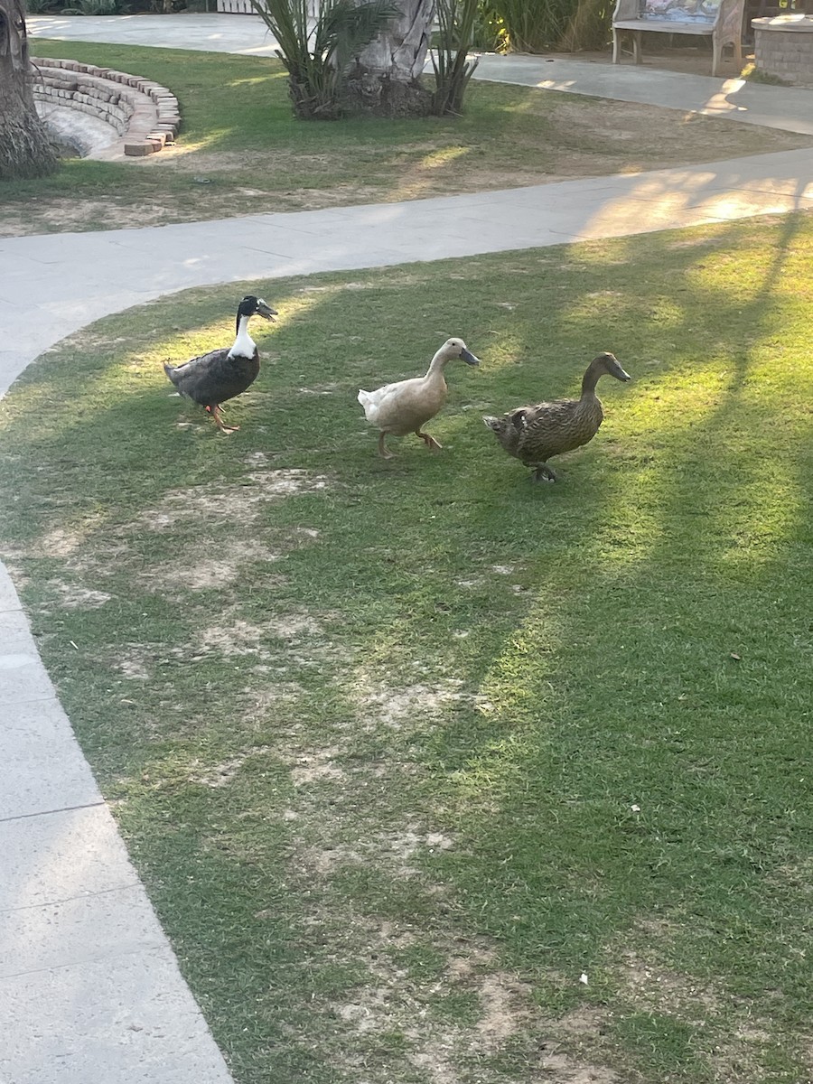 Domestic goose sp. (Domestic type) - ML644736326