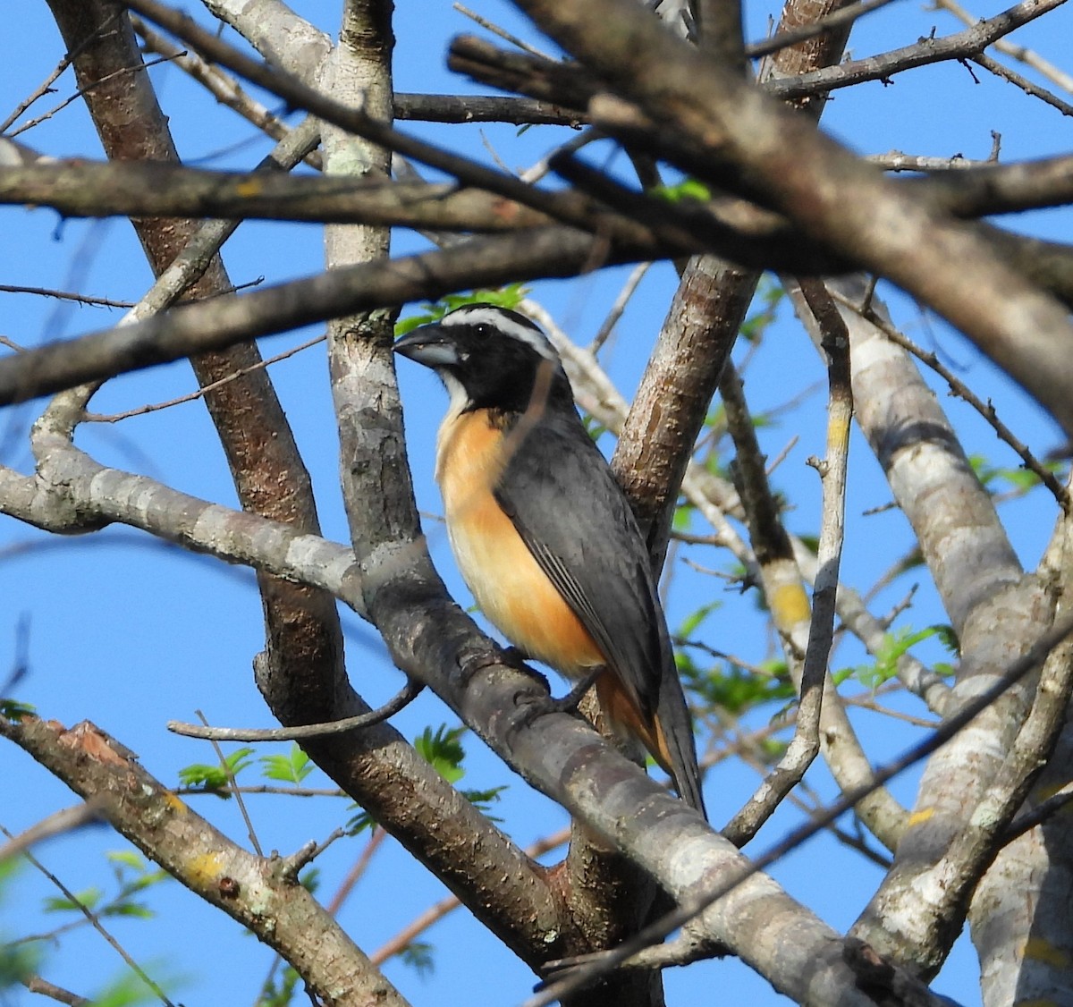 Orinocan Saltator - ML644736328