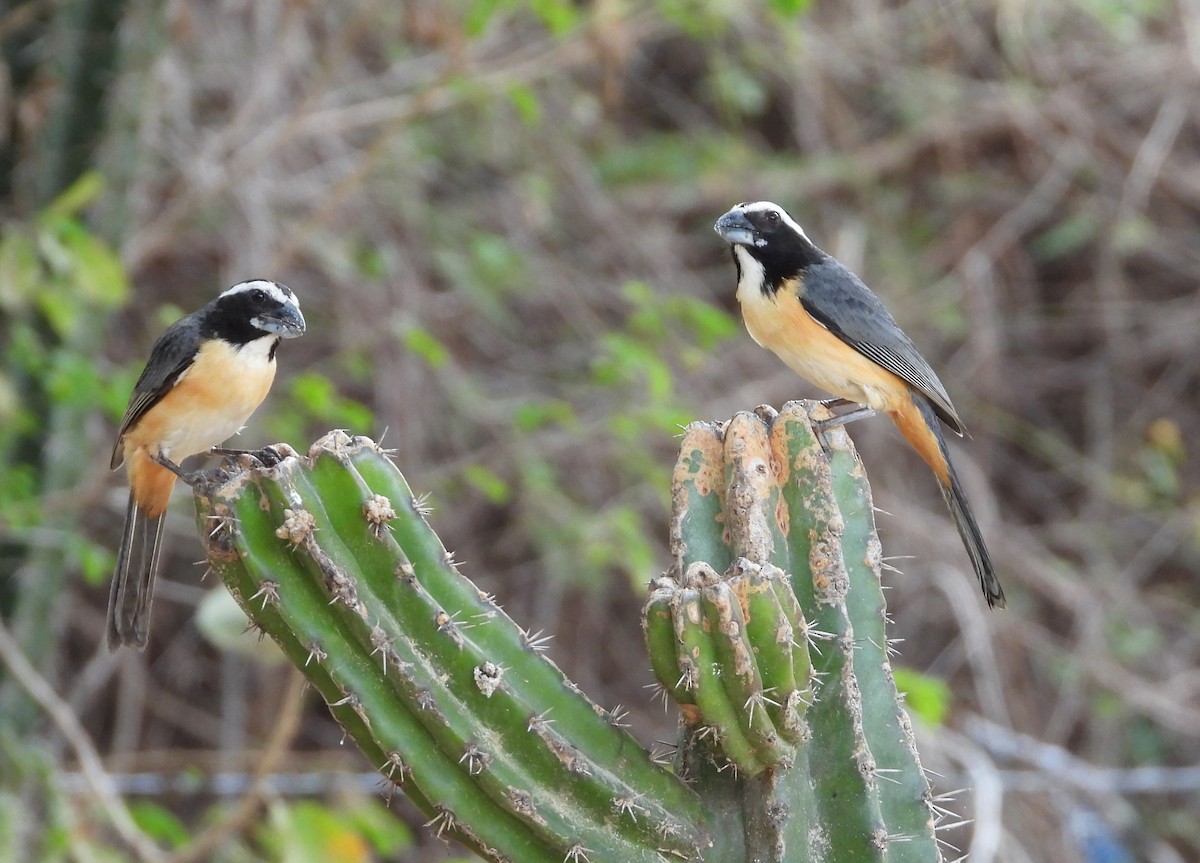 Orinocan Saltator - ML644736329