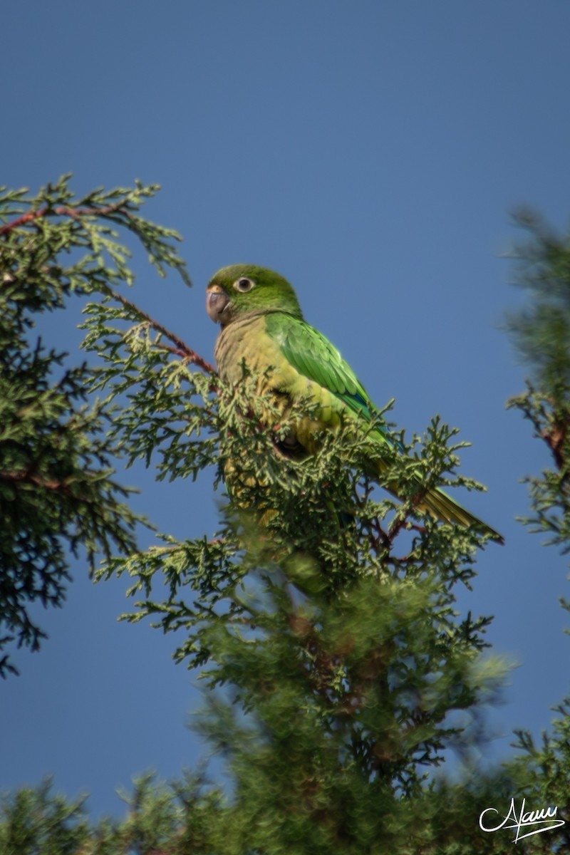 Olive-throated Parakeet - ML644736333