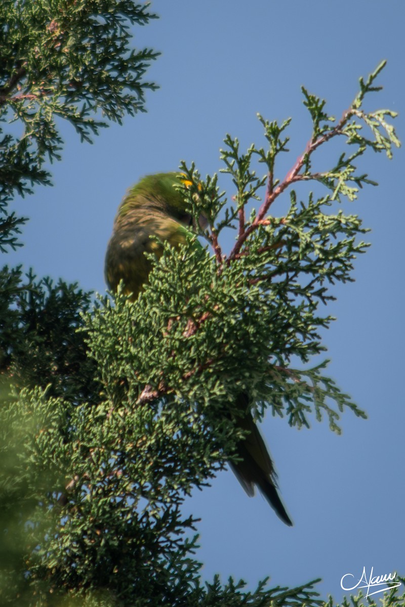 Olive-throated Parakeet - ML644736334