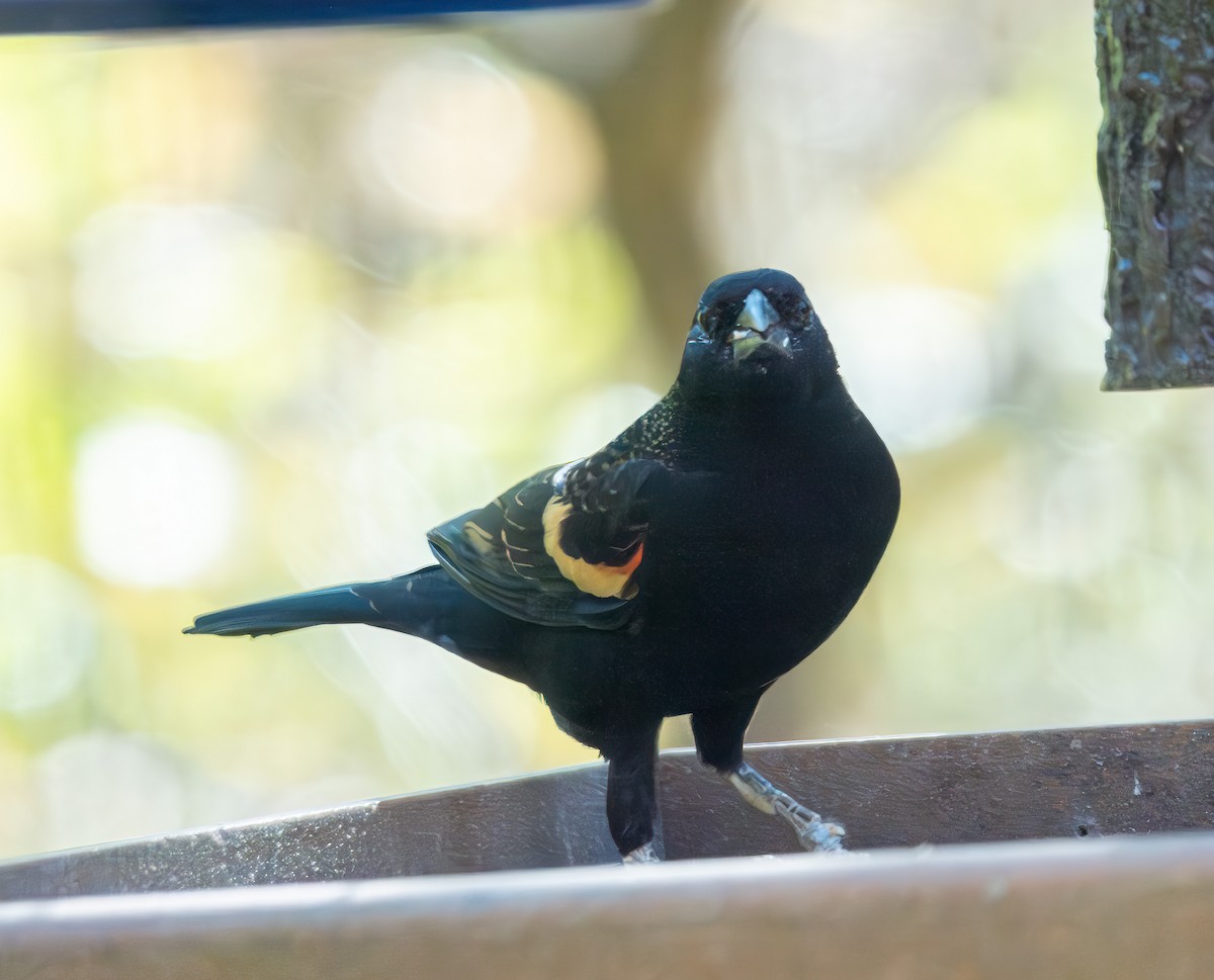Red-winged Blackbird - ML644736335