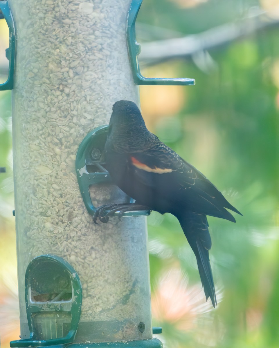 Red-winged Blackbird - ML644736336