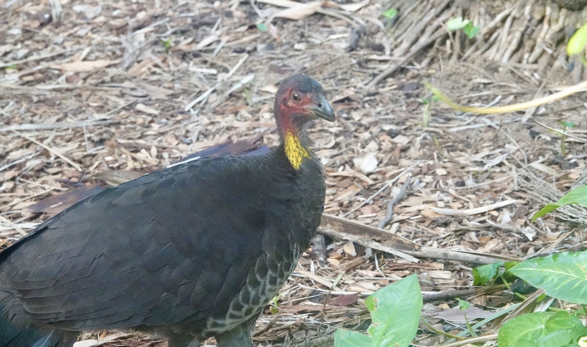 Australian Brushturkey - ML644736339