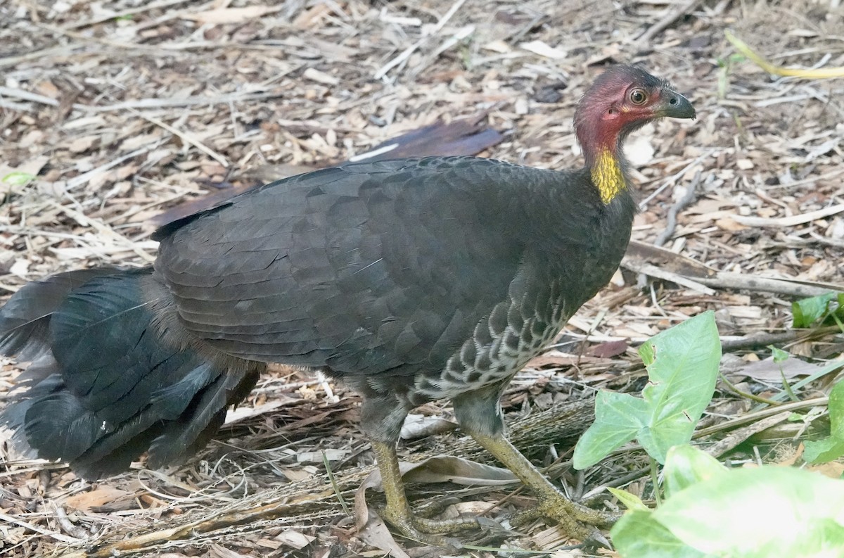 Australian Brushturkey - ML644736340
