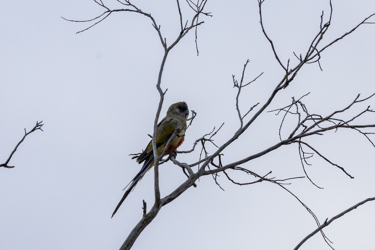 Greater Bluebonnet - ML644736343