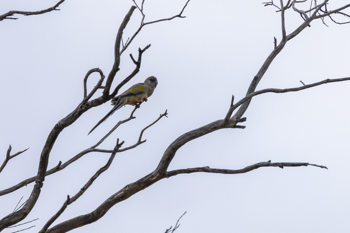 Greater Bluebonnet - ML644736344